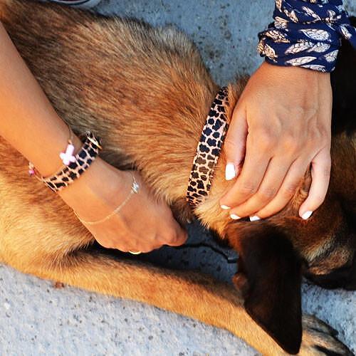Person placing the ARGUS Jungle dog collar on a dog, with matching friendship bracelet visible.