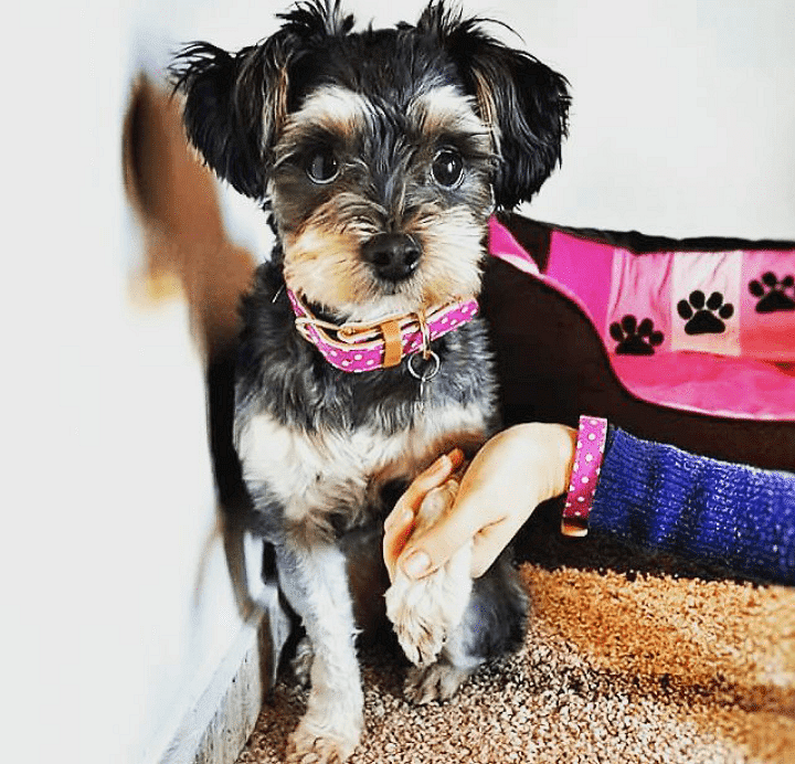 Cute dog wearing the ARGUS Pinky Dot collar and matching friendship bracelet with a person's hand nearby.