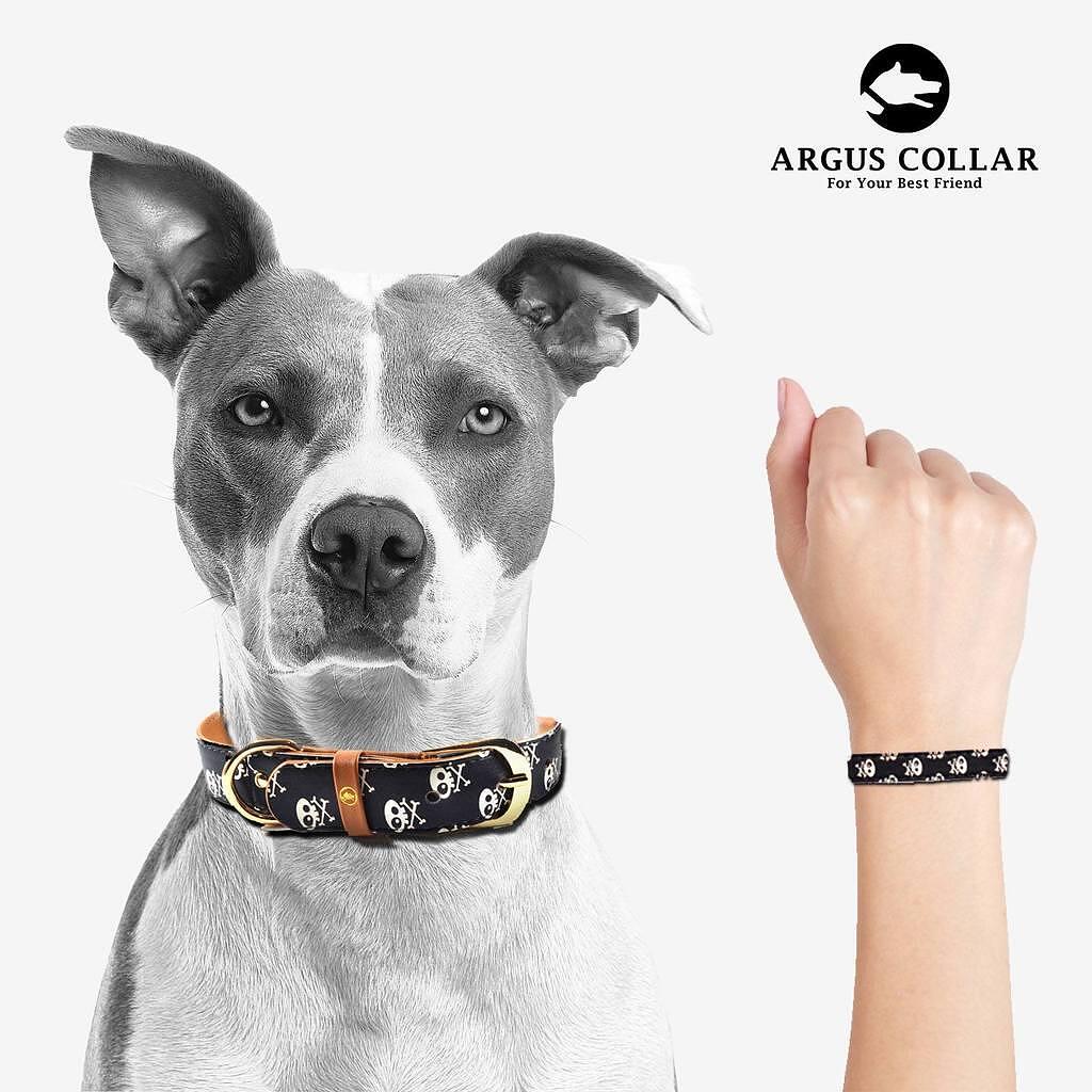 Dog wearing ARGUS Skull & Bones collar with matching friendship bracelet for pet lovers.