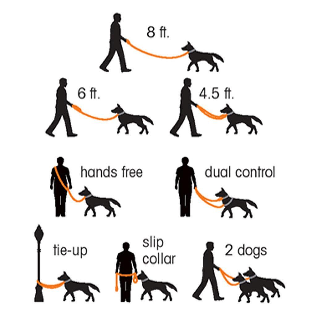Illustration of a multifunctional dog leash showing hands-free use, dual control, tie-up option, and accommodating two dogs.